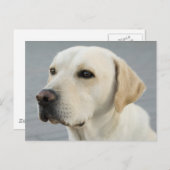 De Golden Labrador Briefkaart (Voorkant / Achterkant)
