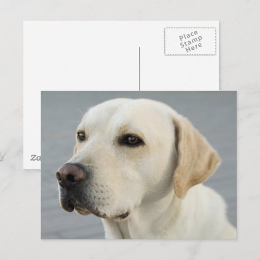 De Golden Labrador Briefkaart (Voorkant / Achterkant)