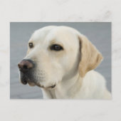 De Golden Labrador Briefkaart (Voorkant)