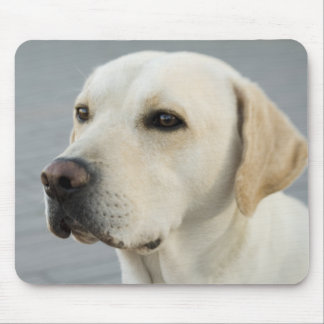De Golden Labrador Muismat