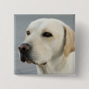 De Golden Labrador Vierkante Button 5,1 Cm