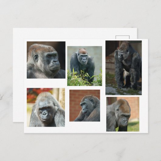 De Gorilla Troop Briefkaart (Voorkant / Achterkant)