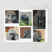 De Gorilla Troop Briefkaart (Voorkant)