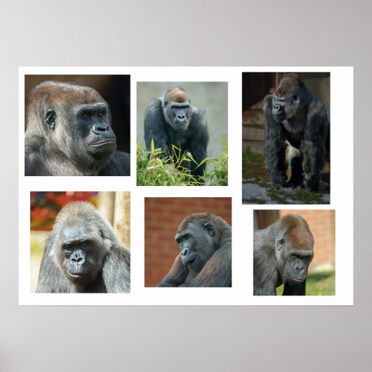 De Gorilla Troop Poster (Voorkant)