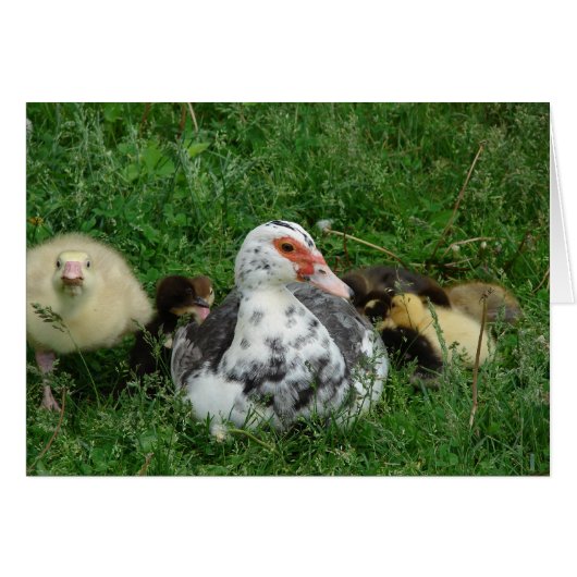 De Gosling zegt: "Laat mama alleen!" (Voorkant Horizontaal)