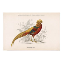 De Gouden Fazant Antieke Victoriaanse Vogel