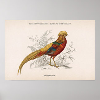 De Gouden Fazant Antieke Victoriaanse Vogel Poster