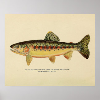 De gouden forel van Soda Creek, Californië Poster