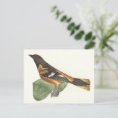 De gouden of Baltimore Oriole (Icterus galbula) Briefkaart (Staand voorkant)