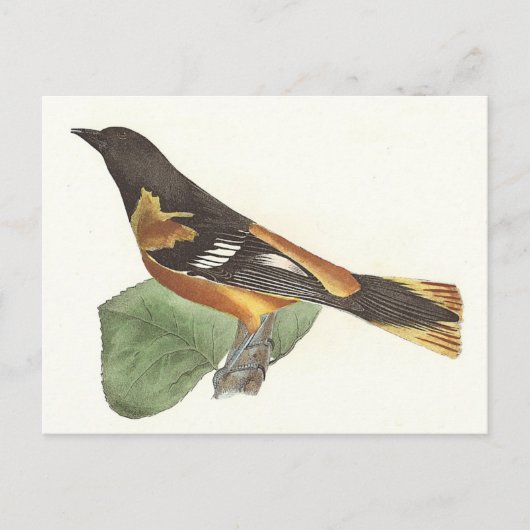 De gouden of Baltimore Oriole (Icterus galbula) Briefkaart (Voorkant)