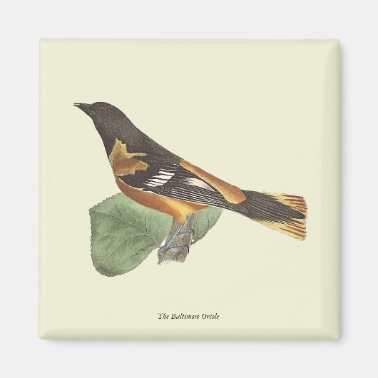De gouden of Baltimore Oriole (Icterus galbula) Magneet (Voorkant)