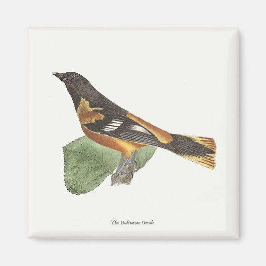 De gouden of Baltimore Oriole (Icterus galbula) Magneet (Voorkant)