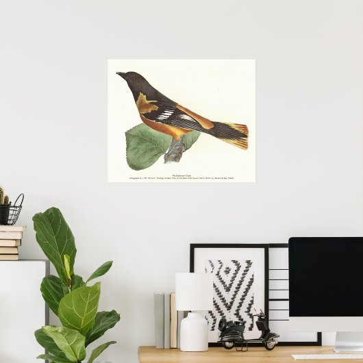 De gouden of Baltimore Oriole (Icterus galbula) Poster (Thuiskantoor)