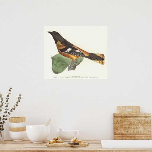 De gouden of Baltimore Oriole (Icterus galbula) Poster (Keuken)