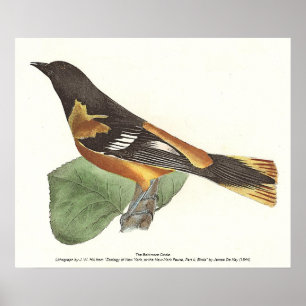 De gouden of Baltimore Oriole (Icterus galbula) Poster