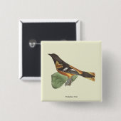 De gouden of Baltimore Oriole (Icterus galbula) Vierkante Button 5,1 Cm (Voorkant /achterkant)
