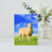 De gouden schapen. briefkaart (Staand voorkant)