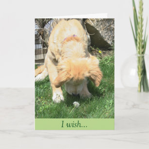 De gouden Sympathie van de Wens van de Paardebloem Kaart