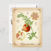 De granaatappel -  illustratie briefkaart (Voorkant / Achterkant)