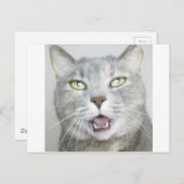 de grappige grijze miauw van de katten pluizige briefkaart (Voorkant / Achterkant)