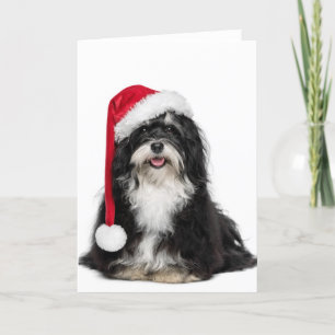 De grappige Hond van Havanese van Kerstmis met het Feestdagen Kaart
