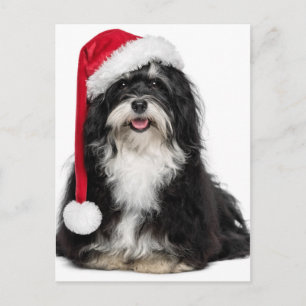 De grappige Hond van Havanese van Kerstmis met het Feestdagenkaart