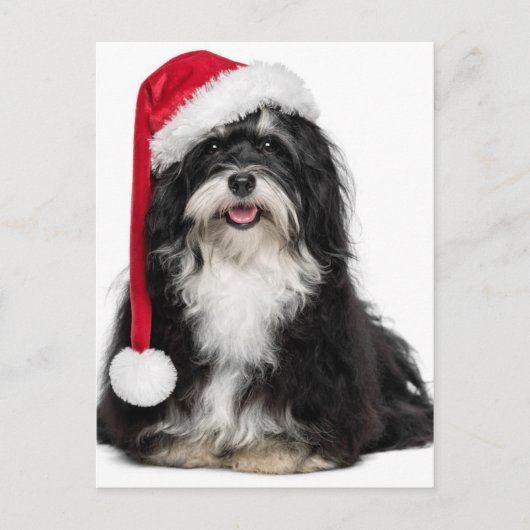 De grappige Hond van Havanese van Kerstmis met het Feestdagenkaart (Voorkant)
