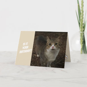 De grappige Kaart van de Verjaardag van het Kat
