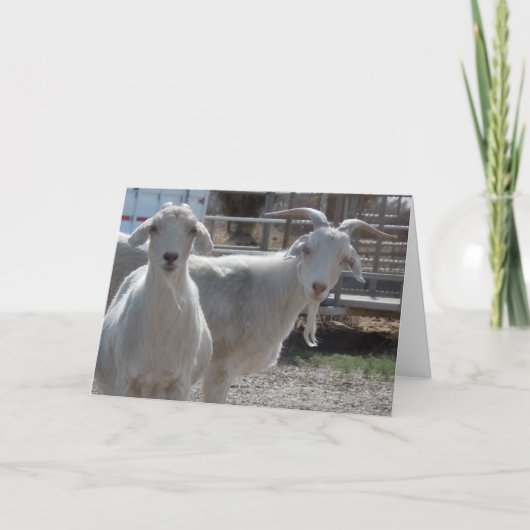 De grappige Westerne Geit van Gelukwensen Kaart (Voorkant)