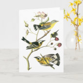 De Grasmus van de magnolia, John Audubon Kaart (Gele Bloem)