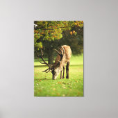 De grazende hert canvas afdruk (Voorkant)