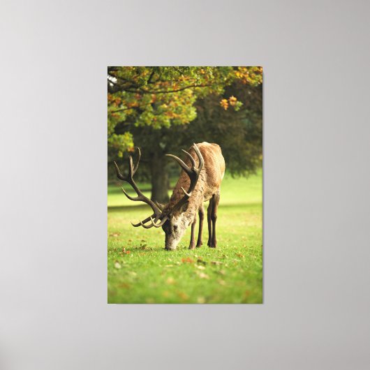 De grazende hert canvas afdruk (Voorkant)