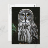De Great Grey Owl pcn Briefkaart (Voorkant / Achterkant)