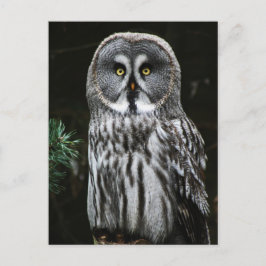 De Great Grey Owl pcn Briefkaart