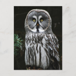 De Great Grey Owl pcn Briefkaart