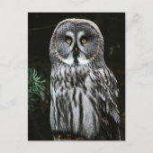 De Great Grey Owl pcn Briefkaart (Voorkant)