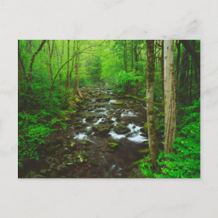 De Great Smoky Mountains Briefkaart