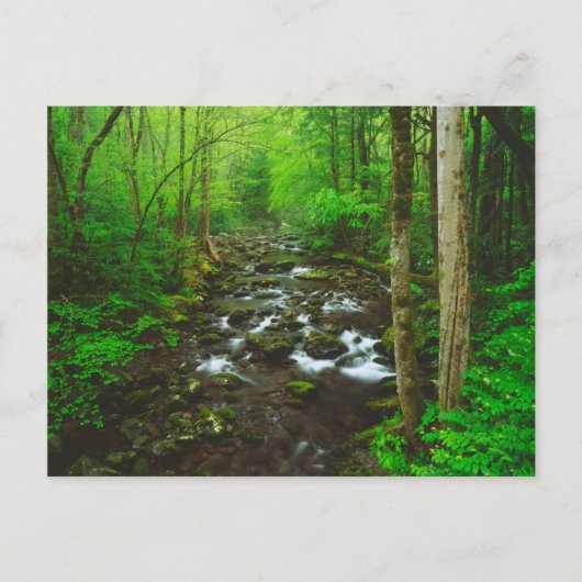 De Great Smoky Mountains Briefkaart (Voorkant)
