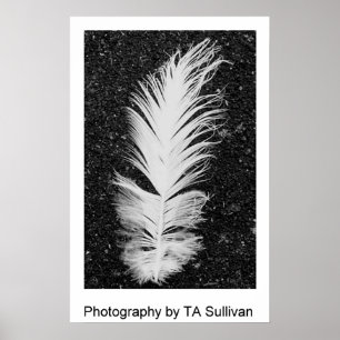 De gret Feather van TDGallery Poster
