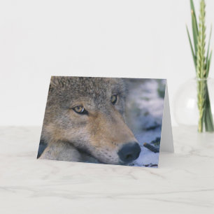 De grijze Minnaars van de Wolf Kaart