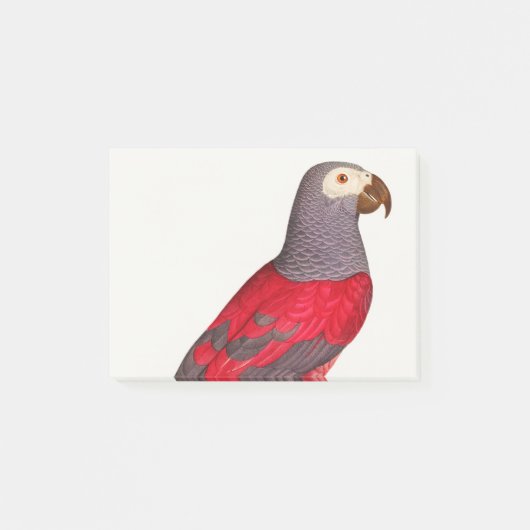De grijze rode papegaai, Psittacus erithacus Post-it® Notes (Voorkant)