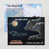 De grijze wolf is bedreigd in Californië - Feb25h Briefkaart (Voorkant / Achterkant)