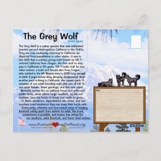 De grijze wolf is bedreigd in Californië - Feb25h Briefkaart