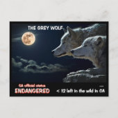 De grijze wolf is bedreigd in Californië - Feb25h Briefkaart (Voorkant)