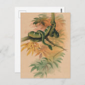 De Groene Boa van Joseph Wolf Briefkaart (Voorkant / Achterkant)