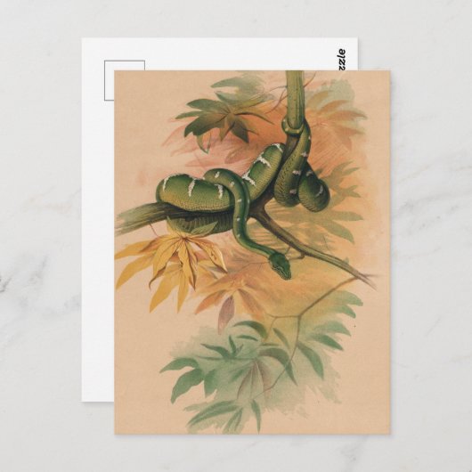 De Groene Boa van Joseph Wolf Briefkaart (Voorkant / Achterkant)