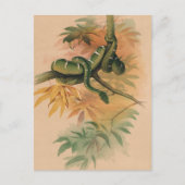 De Groene Boa van Joseph Wolf Briefkaart (Voorkant)