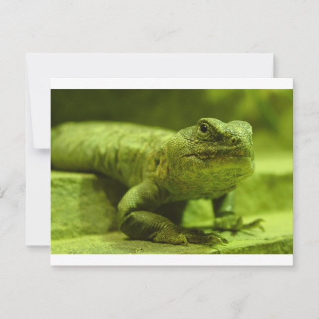 De groene hagedis (Voorkant)