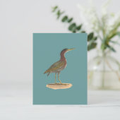 De Groene Heron of Poke (Ardea virescens) Briefkaart (Staand voorkant)
