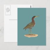 De Groene Heron of Poke (Ardea virescens) Briefkaart (Voorkant / Achterkant)